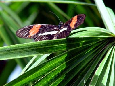 From the Butterfly Pavilion