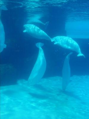 Beluga Whales-Looks like Ballet
