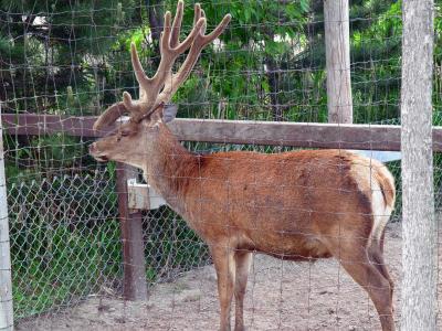 Male Caribou