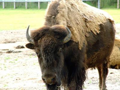 Bison