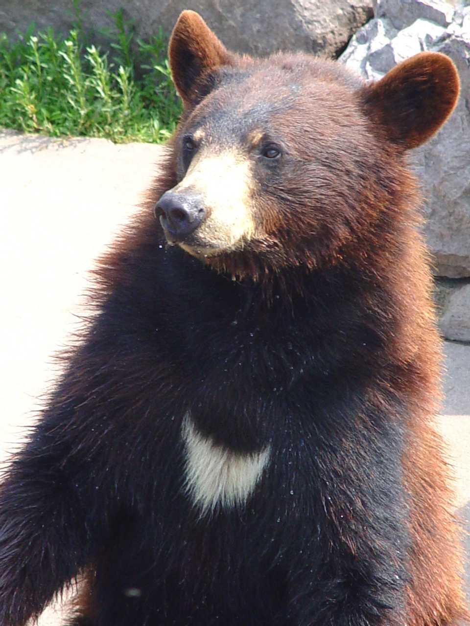 Begging Bear