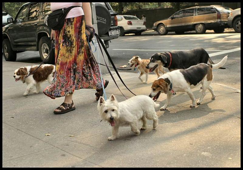 Somedogsnyc