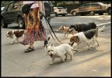 Somedogsnyc