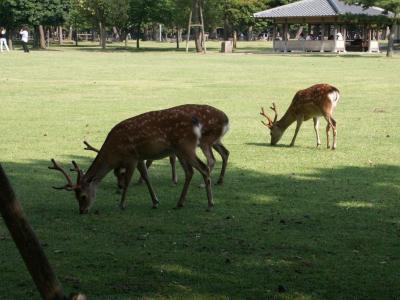 Nara/Deer Park
