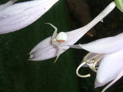flower spider on hasta flower
