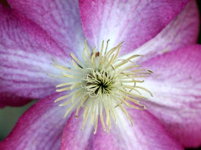 Clematis