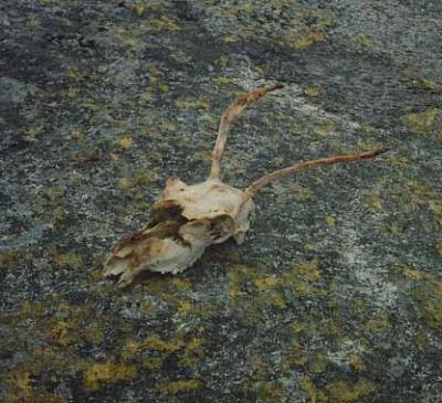 caribouskull