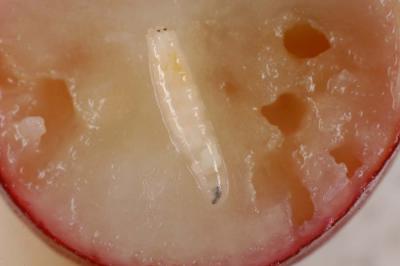 u30/holopain/medium/18363014.Deliaradicum.jpg