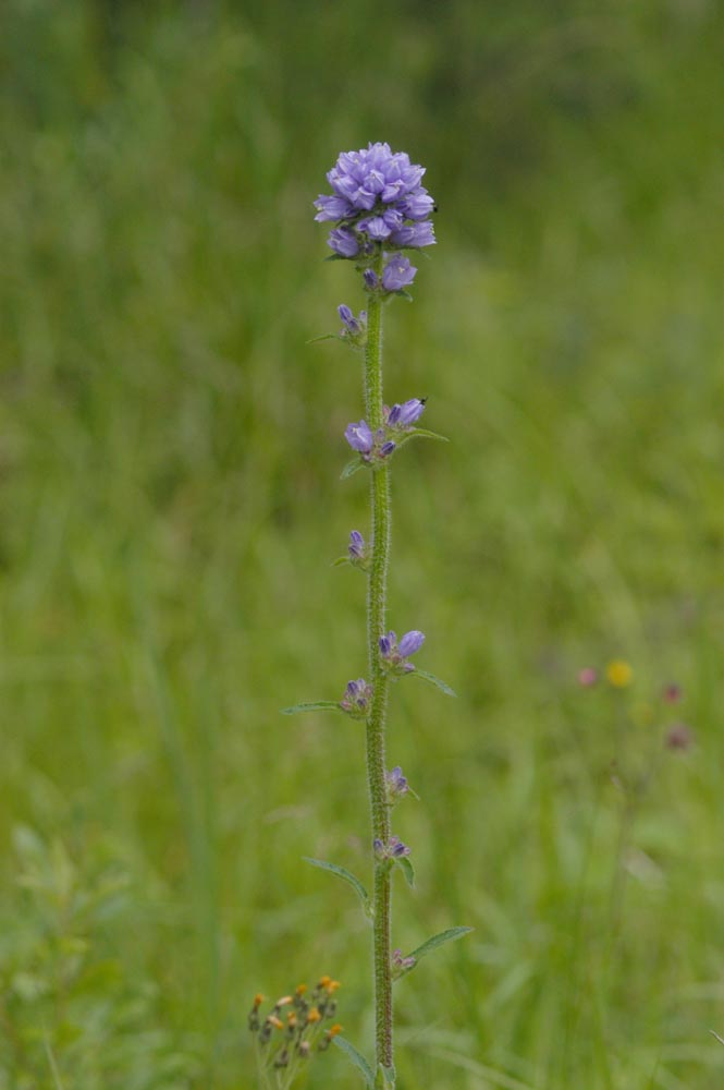 Campanula-cervicaria2.jpg