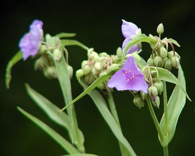 P6222825a.jpg