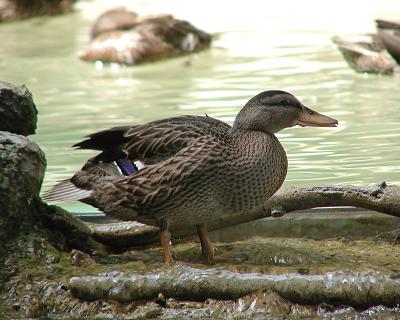 P6222901a.jpg