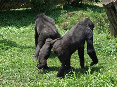 buttgallery