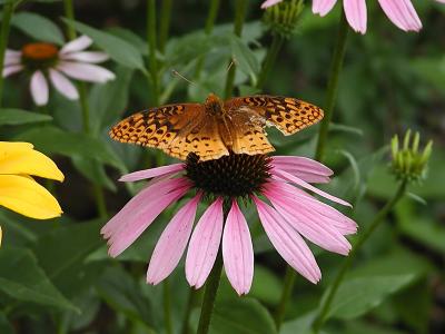 P6292929a.jpg