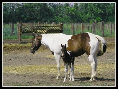 horsesres.jpg