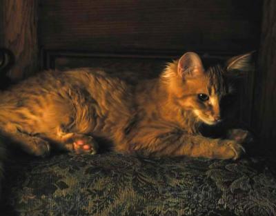 Kitten with Still Life Lighting