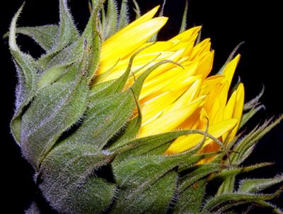 Sunflower2a.jpg