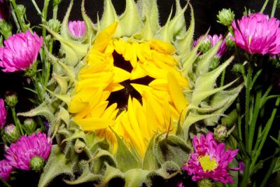 Sunflower5.jpg