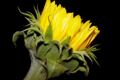 Sunflower4.jpg