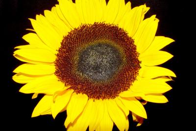 Sunflower7.jpg