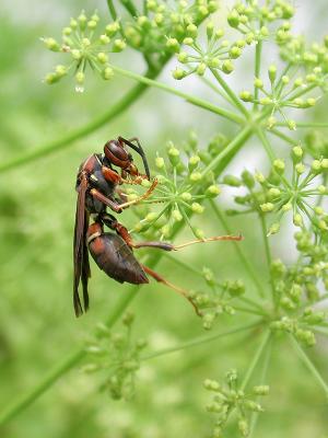 Snacking on Parsley