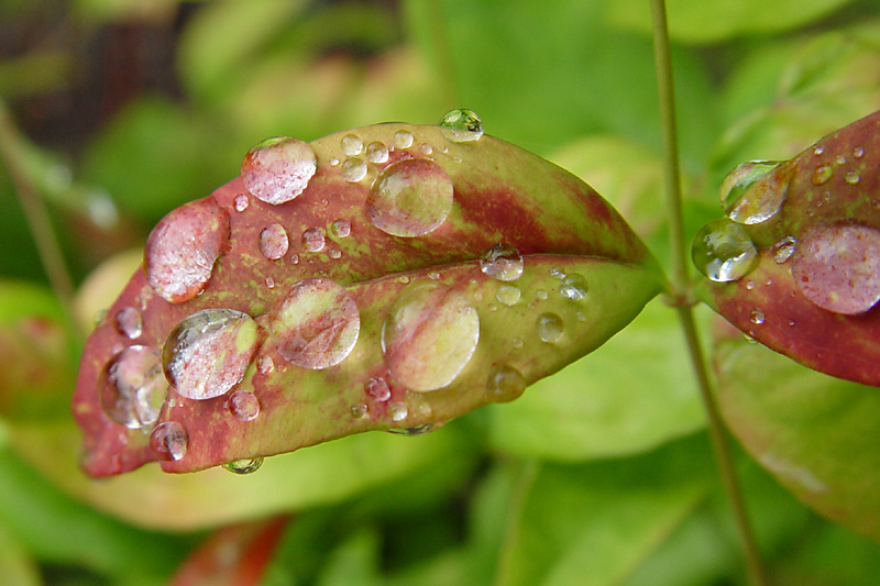 Rainy Day Bonus