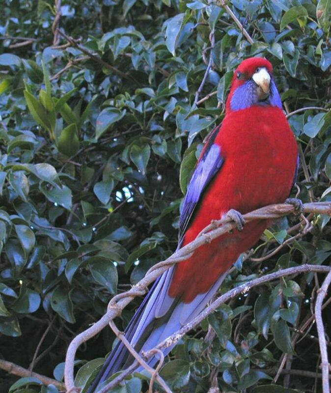 Rosella2.jpg