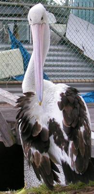 Preening a.jpg