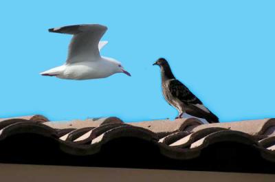 birds copy.jpg