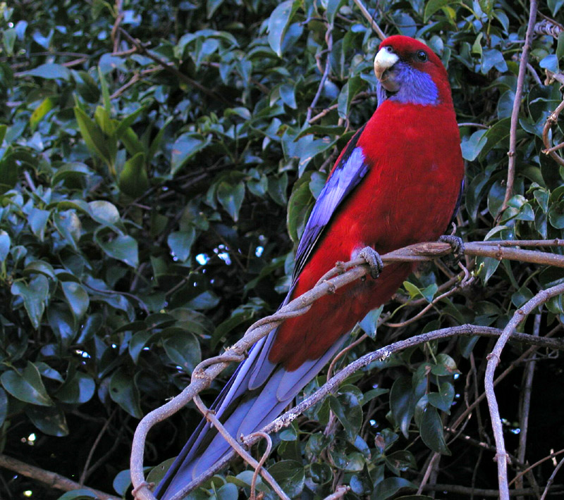 Rosella1.jpg