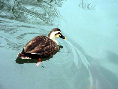 Duck Swim