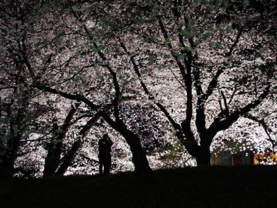 The Sakura Season