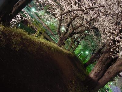 The Sakura Season