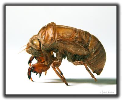 Outer Shell of the Cicada