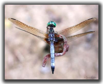 dragon-fly-2.jpg