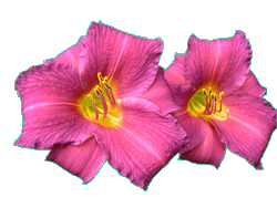 flower_transgif-5.gif