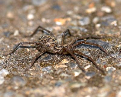 Spider.jpg