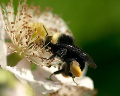 Bee.jpg