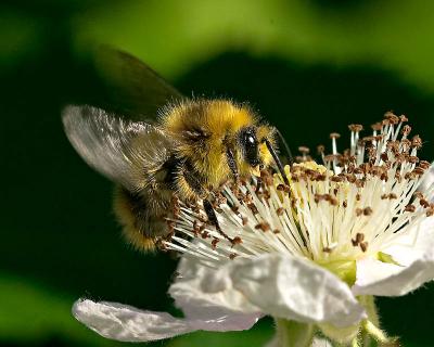 HoneyBee.jpg