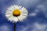 Simply-Summer