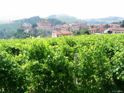 Village of Barolo looking through the vineyards and the heat/haze