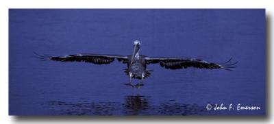 Brown Pelican, Night Landing