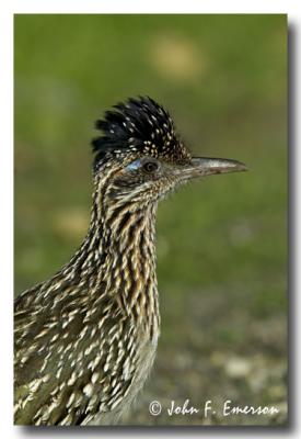 Greater Roadrunner