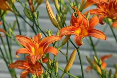 Orange DayLillies
