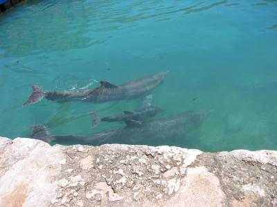 Baby dolphin.