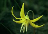 yellow avalanche lily