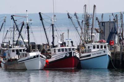 Digby Scallop Boats