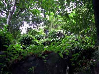 Rainforest Hiking