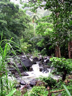 Rainforest River2