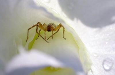 Spider Cave