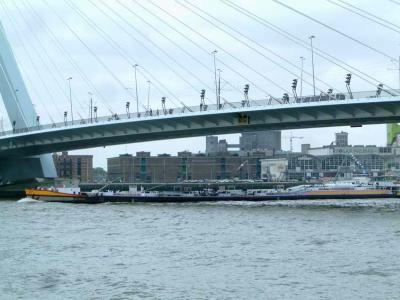 Erasmus bridge seen from northern river bank